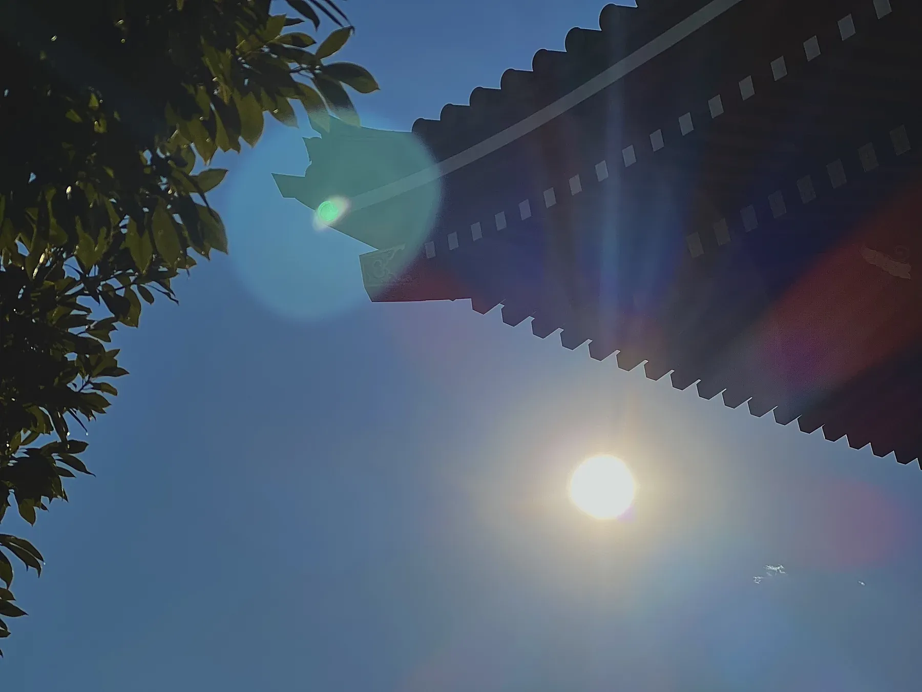 Senso-ji temple + tree